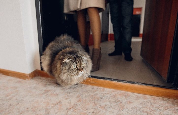 Почему в дом первой запускают кошку?