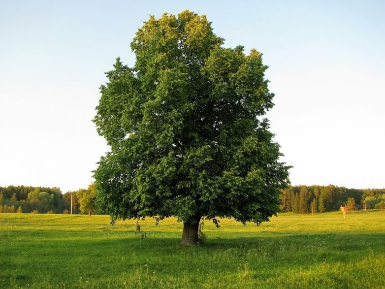 Деревья, которые являются сильными энергетическими донорами