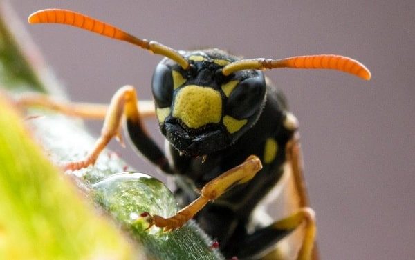 Яд бразильской осы убивает раковые клетки без вреда для здоровья