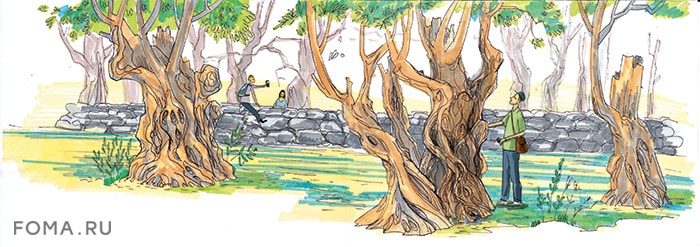 О чём шумят деревья в Гефсиманском саду