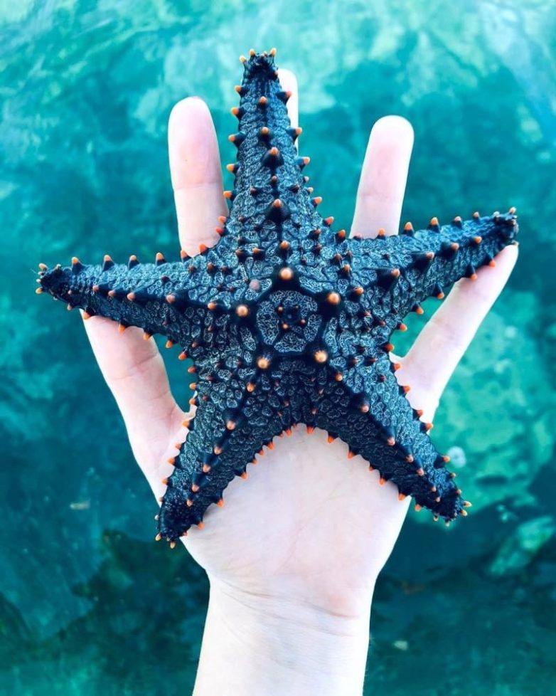 Притча о морских звёздах