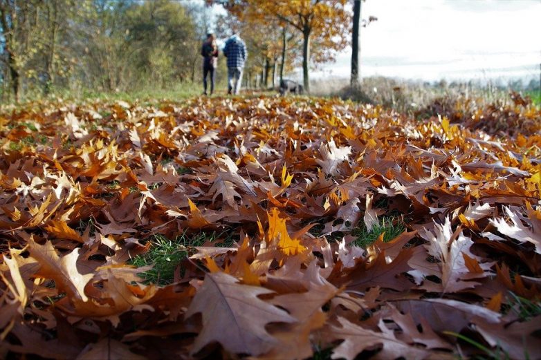 Опасны ли опавшие листья для аллергиков?