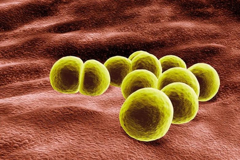 Что за бактерия стафилококк и чем опасна?
