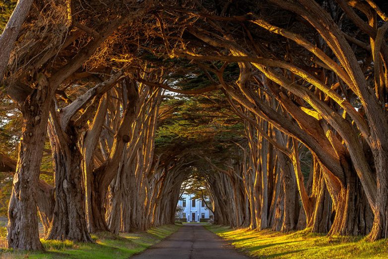 Волшебные туннели из деревьев. Феерическое зрелище!