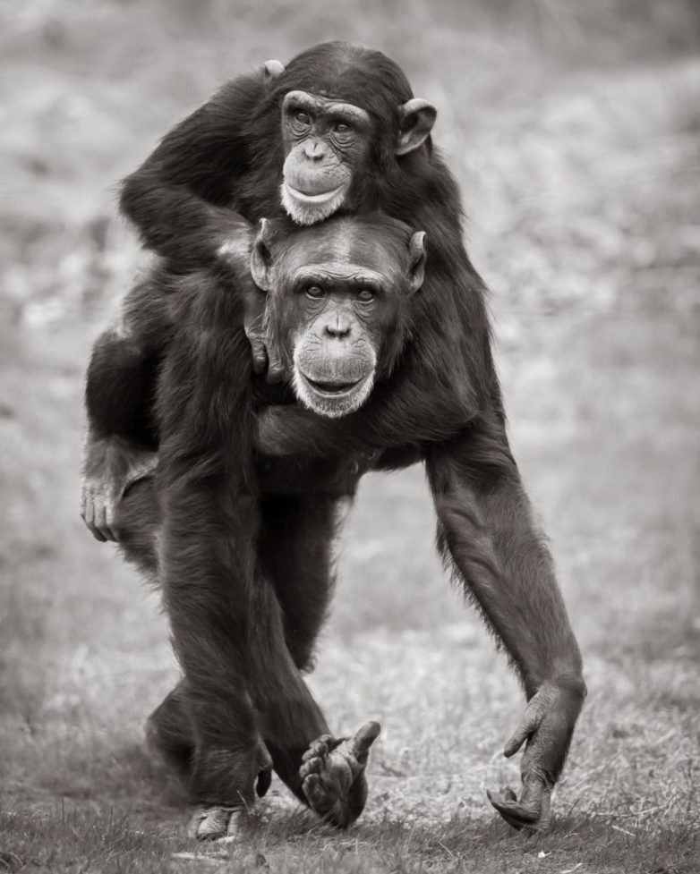 Забавный шимпанзе как правильно. Приматы. Смешные фото обезьян до слёз. Фото шимпанзе в полный рост. Абиззяна.