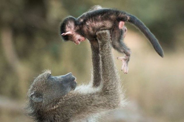 18 неоспоримых доказательств того, что мы являемся родственниками приматов