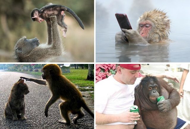 18 неоспоримых доказательств того, что мы являемся родственниками приматов