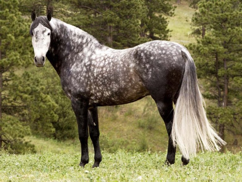 Самые красивые породы лошадей
