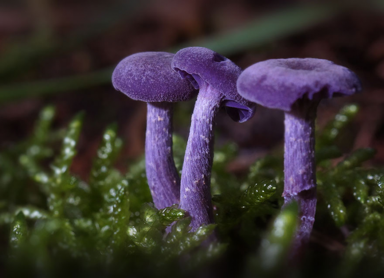Мистический мир грибов