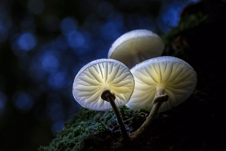 Мистический мир грибов