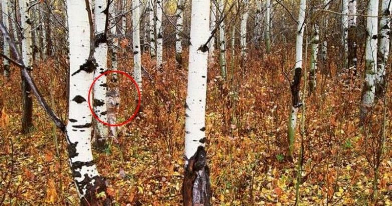 То, что ученые обнаружили в чернобыльском лесу, шокировало мир!