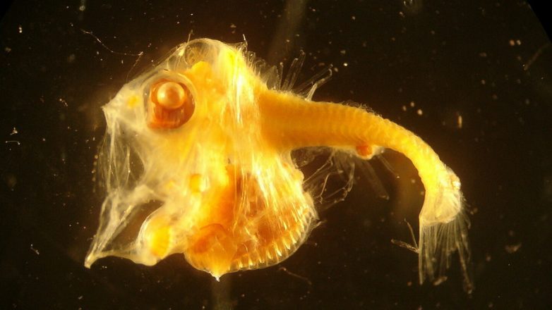 10 самых страшных чудищ из океанских глубин. Ужас!