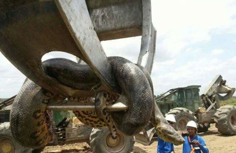 В Бразилии нашли гигантскую анаконду с весом на 400 кг