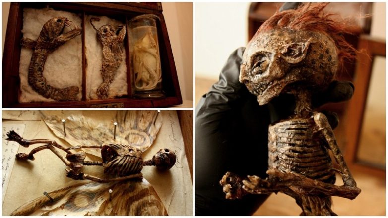 В подвале старого дома нашли тела странных существ. Шокирующие картинки!