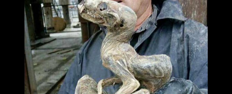 В Сибире откопали очень странное существо