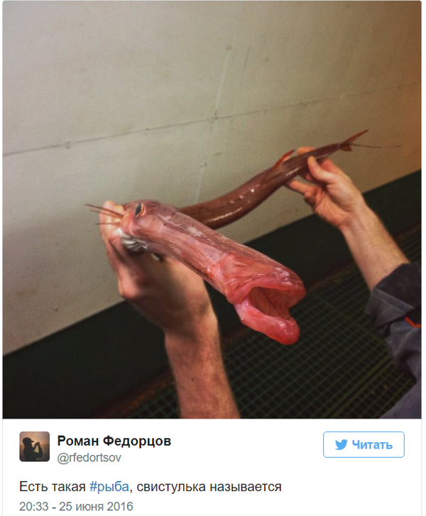 Морские твари в профиль. Моряк выкладывает фото самых странных пойманных рыб