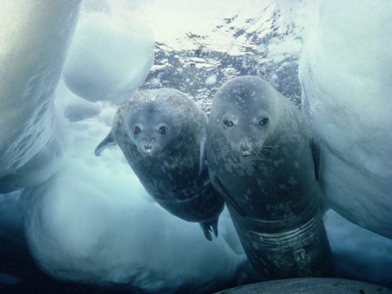 10 офигенных фактов об Антарктиде. Вы знали об этом?