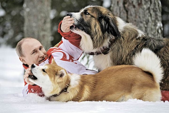 Все животные в России получат Уникальные Идентификационные Номера