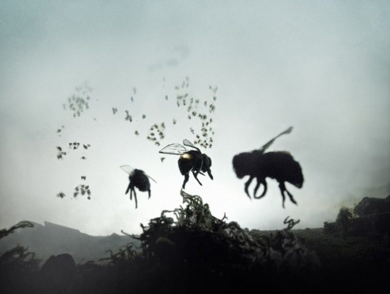 Апокалипсис наступает. Медоносные пчёлы вымирают по всей планете