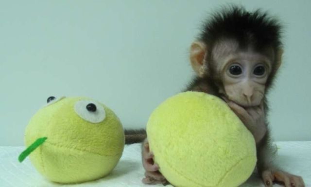 В Китае удалось клонировать приматов
