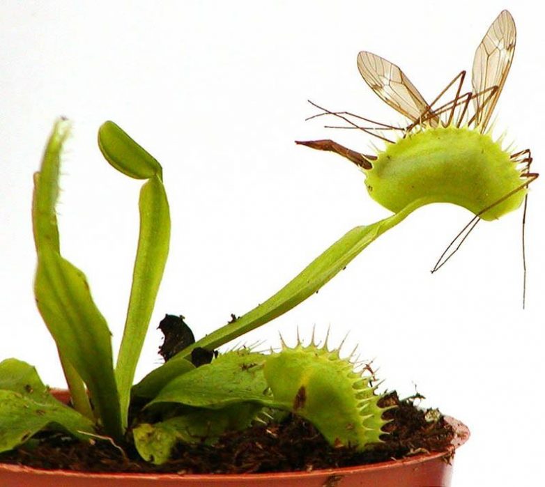 Самые жуткие растения в мире, которые могут расти рядом с вами