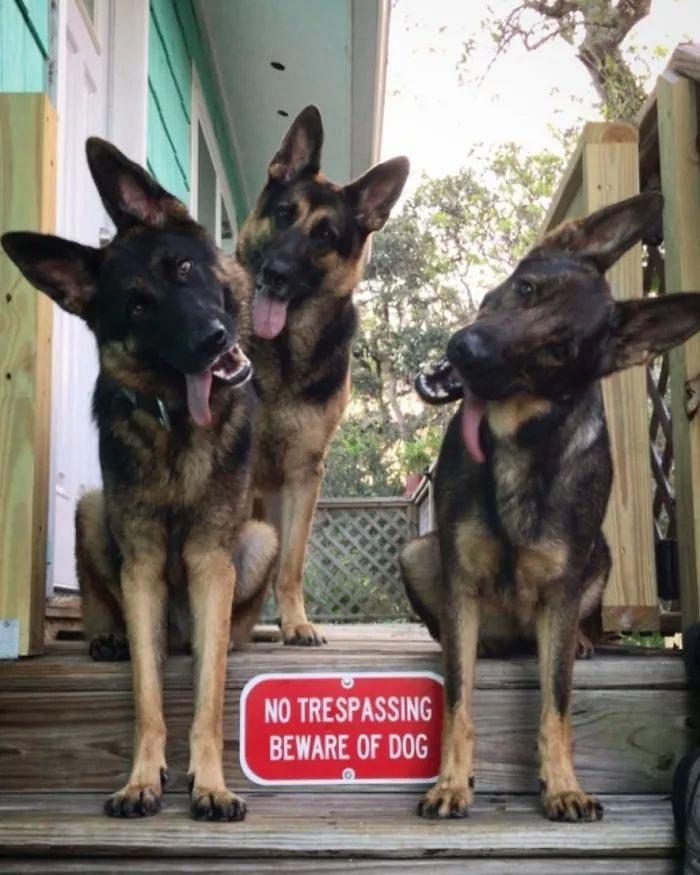 25 «злобных» собак, которых поставили охранять дом, но не объяснили, как это делать