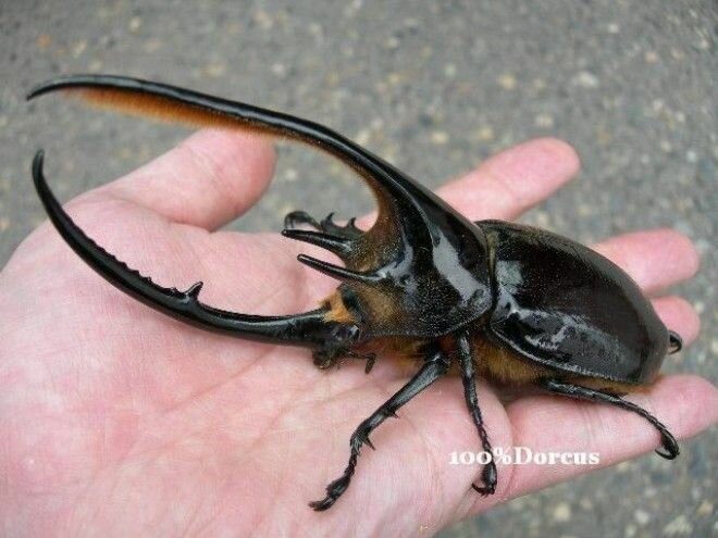 Эти огромные жуки напугают кого угодно. Посмотрите!