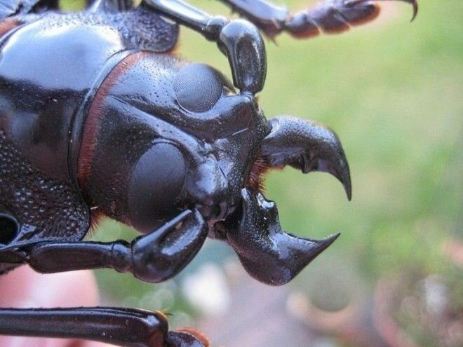 Эти огромные жуки напугают кого угодно. Посмотрите!