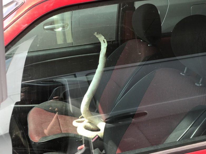 20 безумных ситуаций, которые пришлось наблюдать людям из окон своего авто
