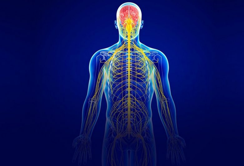 30 удивительных фактов о нашей нервной системе