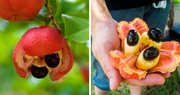 А вы, пробовали такие экзотические фрукты?