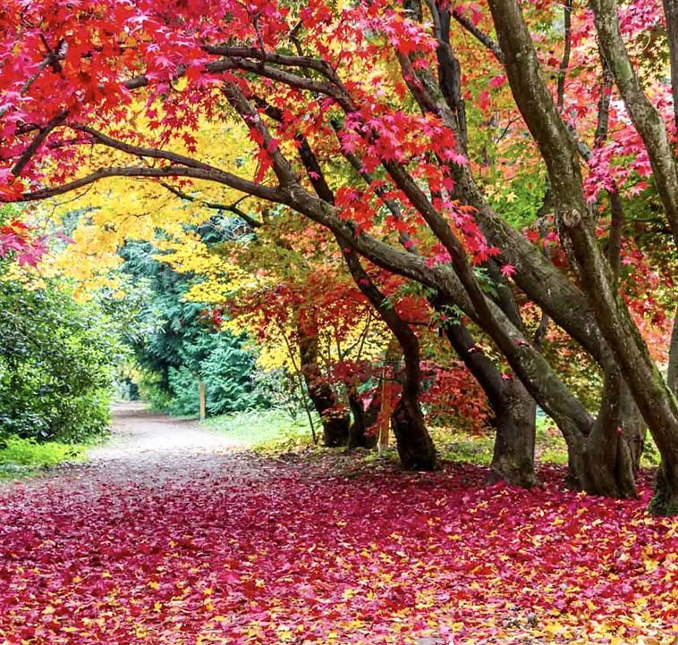 18 фактов того, что осень — волшебная и романтичная пора