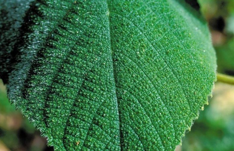 10 самых опасных растений, которые способны убить человека