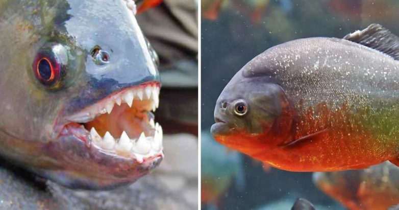 13 самых опасных рыб в мире