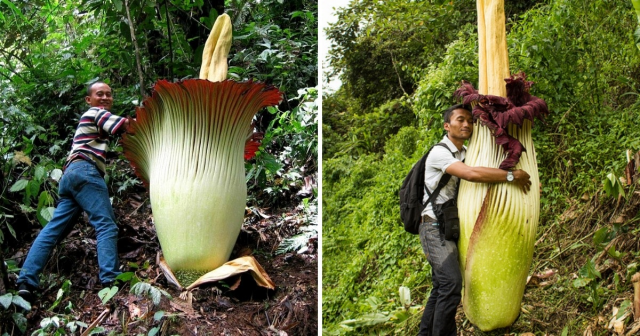12 растений, которые удивили всех своими размерами