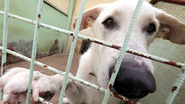 Дума приняла внесенный 8 лет назад закон об обращении с животными