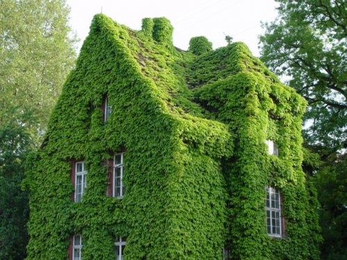 Плющом её укутывал: очаровательные дома со всего мира, уютно покрытые зеленью