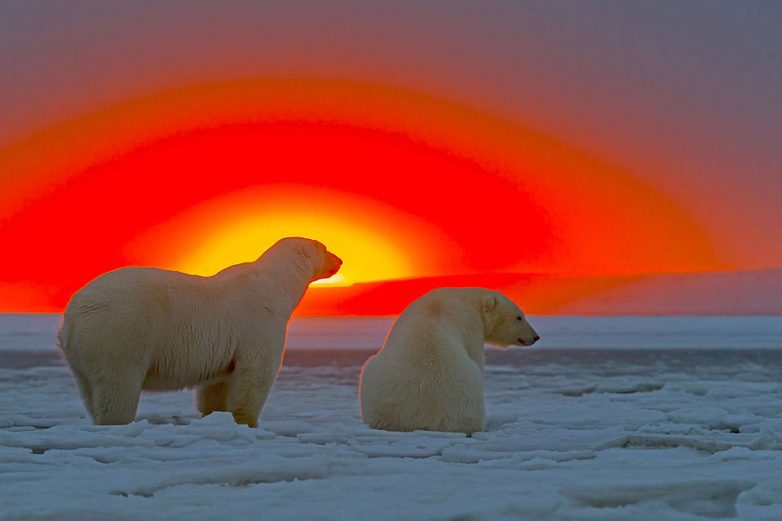 Белые медведи Аляски