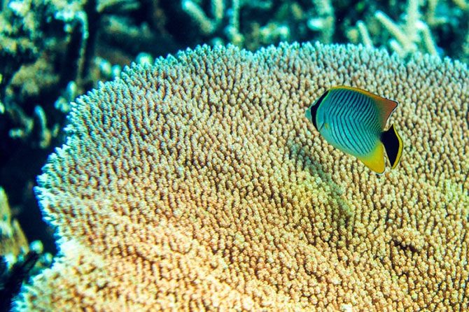 Подводная одиссея: Большой Барьерный риф