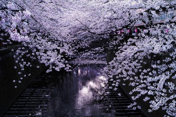 Цветение сакуры в Японии на фото