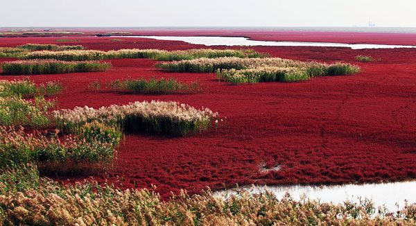 Красный пляж Панцзинь — уникальная достопримечательность Китая
