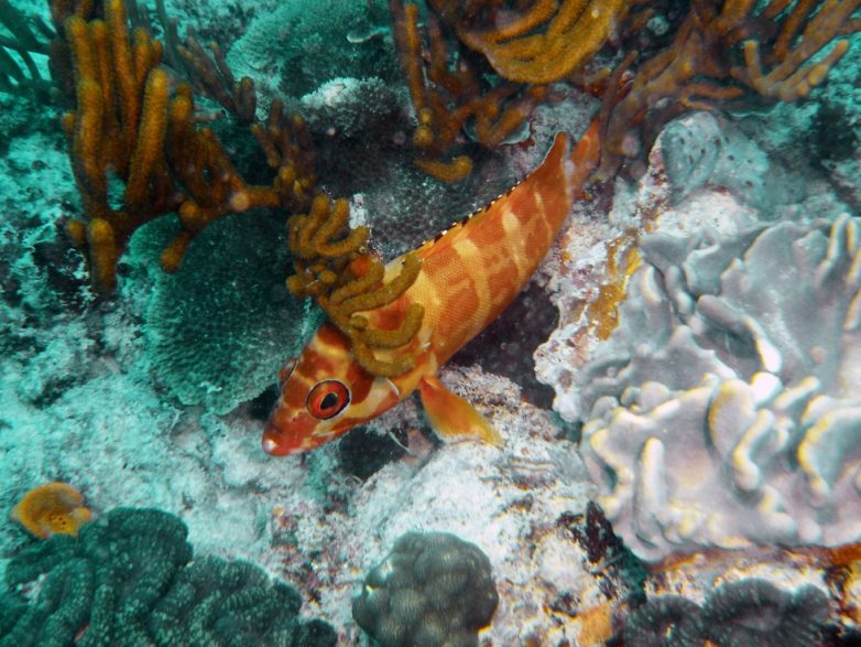 Жемчужина Большого Барьерного рифа: фантастический остров Херон
