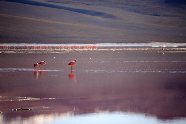 Когда у природы сломался цветовой редактор: озеро Лагуна-Колорадо