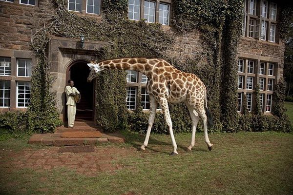 Добро пожаловать в «Поместье Жирафа»!