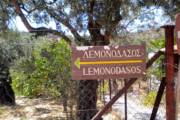 Цитрусовый рай: лимонный лес на острове Порос