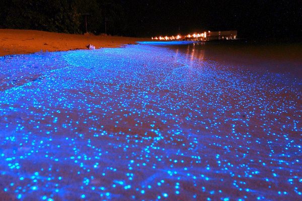 Звёздный пляж — природная аномалия на Мальдивах