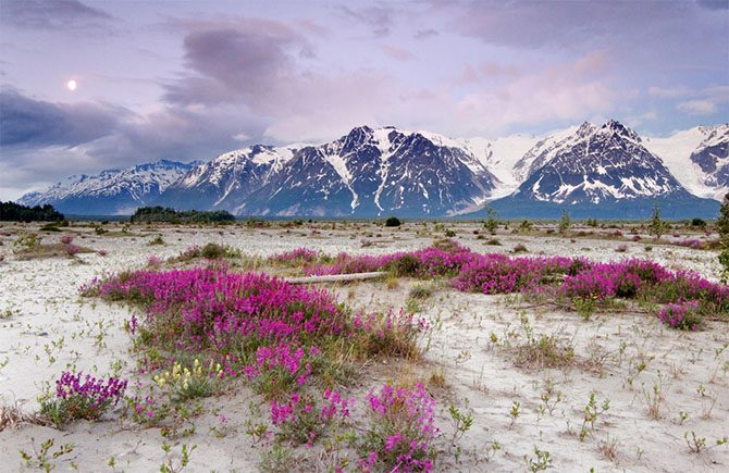Дикая природа Аляски