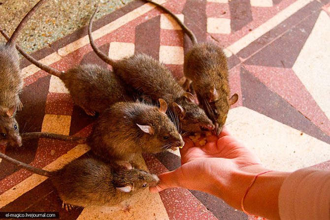 Крысиный храм Карни Мата — одно из самых мерзких мест на планете