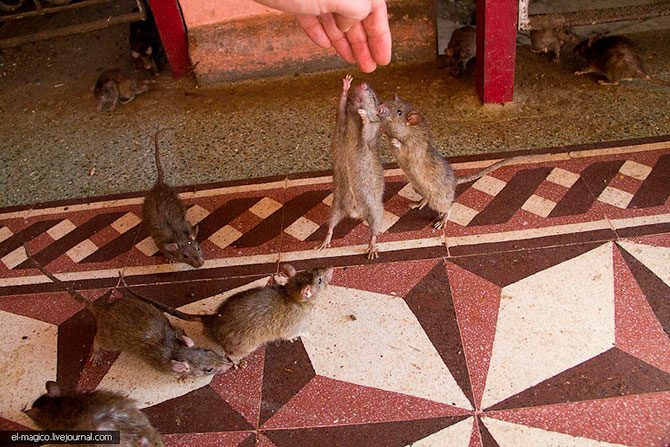 Крысиный храм Карни Мата — одно из самых мерзких мест на планете