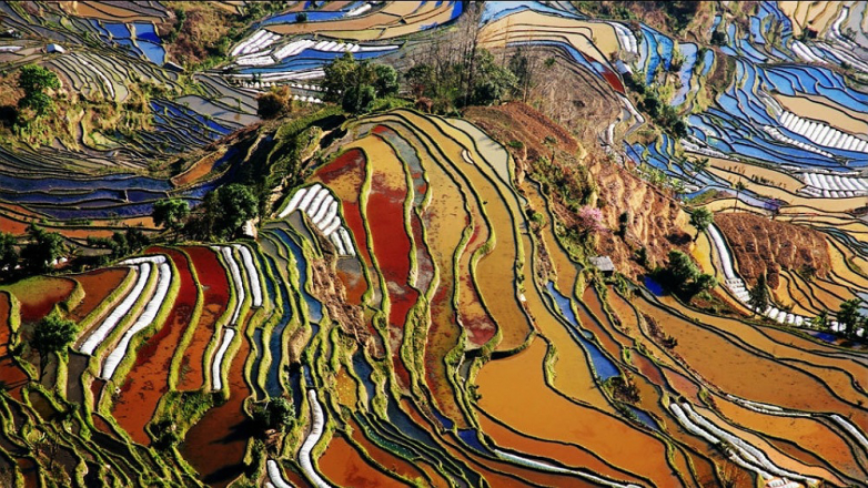 Картины Ван Гога на полях в Китае